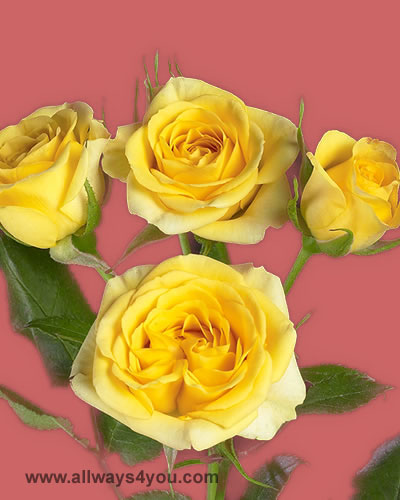 Spray Rose Yellow Babe Flowers